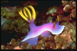 plants&shells_03