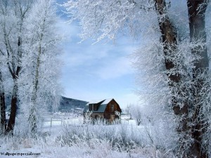 Nature_Forest__002768_